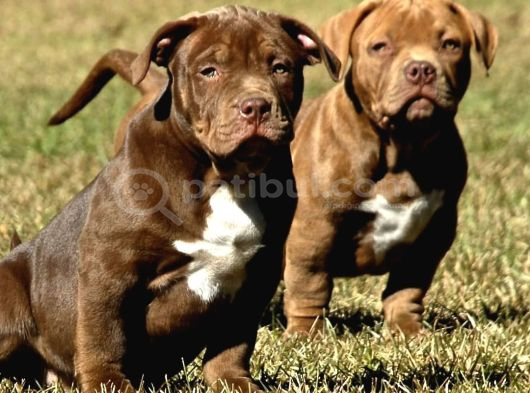 Safkan Scr Li Amerikan Bully Yavrular Rednose