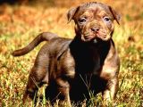 Safkan Scr Li Amerikan Bully Yavrular Rednose
