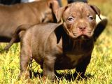 Safkan Scr Li Amerikan Bully Yavrular Rednose