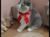 İran exotic orjinal bebekler