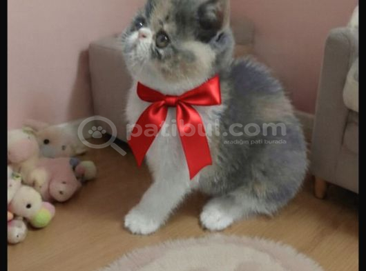 İran Exotic Orjinal Bebekler
