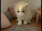 Orjinal İran persian Minik bebekler