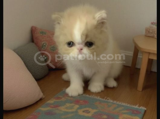 Orjinal İran Persian Minik Bebekler