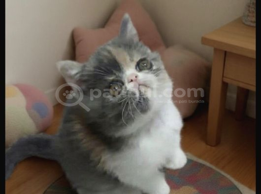 İran Exotic Orjinal Bebekler görsel