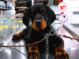 Fci Kif Secereli Doberman Yavruları