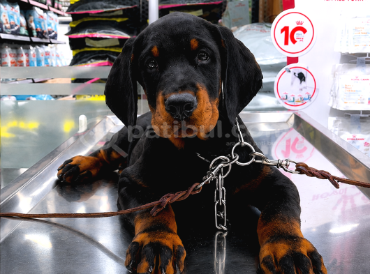 Fci Kif Secereli Doberman Yavruları görsel