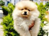 Teddy bear pomeranian yavruları