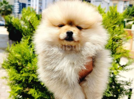 Teddy bear pomeranian yavruları