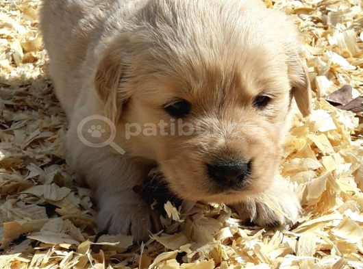 Safkan Golden Retriever Yavrularımız teslime Hazırdır