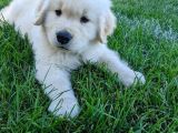 Safkan Golden Retriever Yavrularımız Teslime Hazırdır