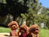 Toy Poodle Safkan En Küçük Boy Yavrularımız