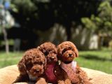 Toy Poodle Safkan En Küçük Boy Yavrularımız