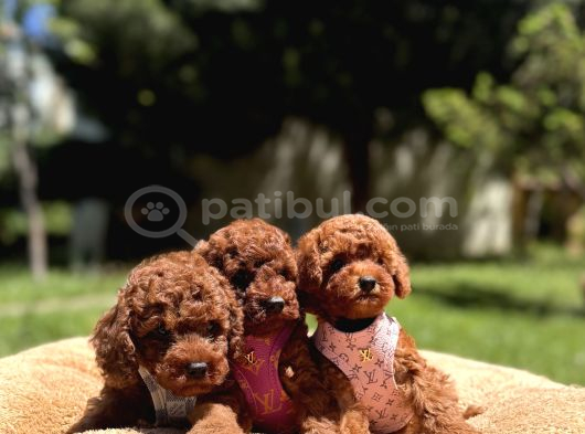 Toy Poodle Safkan En Küçük Boy Yavrularımız