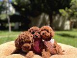 Toy Poodle Safkan En Küçük Boy Yavrularımız