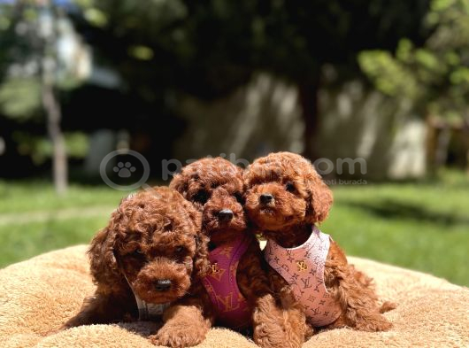 Toy Poodle Safkan En Küçük Boy Yavrularımız görsel