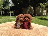 Toy Poodle Safkan En Küçük Boy Yavrularımız