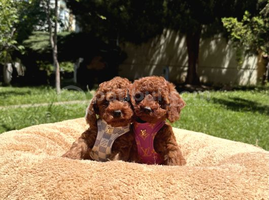 Toy Poodle Safkan En Küçük Boy Yavrularımız görsel