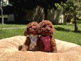 Toy Poodle Safkan En Küçük Boy Yavrularımız
