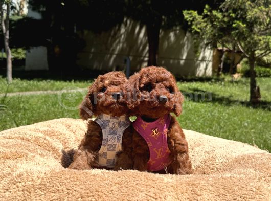 Toy Poodle Safkan En Küçük Boy Yavrularımız görsel