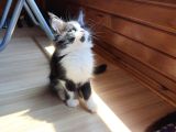 Dernek kayıtları yapılmış eksiksiz safkan secereli Mainecoon