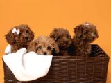 Kıvırcık Kızıl Kahve Aşılı Eğitimli Toy Poodle