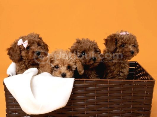 Kıvırcık Kızıl Kahve Aşılı Eğitimli Toy Poodle görsel