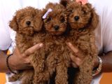 Kıvırcık kızıl kahve aşılı Eğitimli Toy poodle