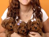 Kıvırcık Kızıl Kahve Aşılı Eğitimli Toy Poodle