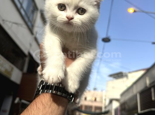 Wc Eğitimli Sağlıklı görsel