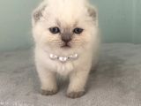 Scoti̇sh Fold Sifir Kulak Prensesi̇mi̇z
