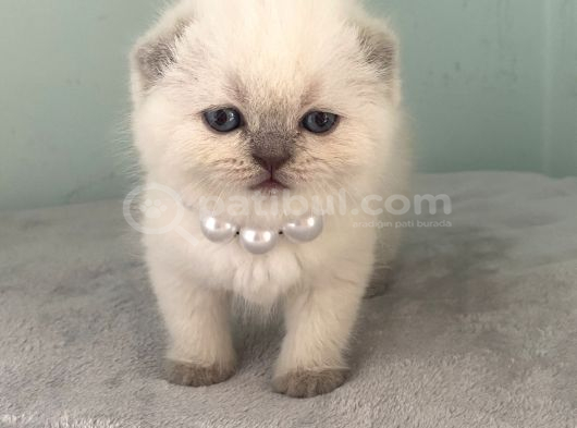 Scoti̇sh Fold Sifir Kulak Prensesi̇mi̇z görsel