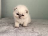 Scoti̇sh Fold Sifir Kulak Prensesi̇mi̇z