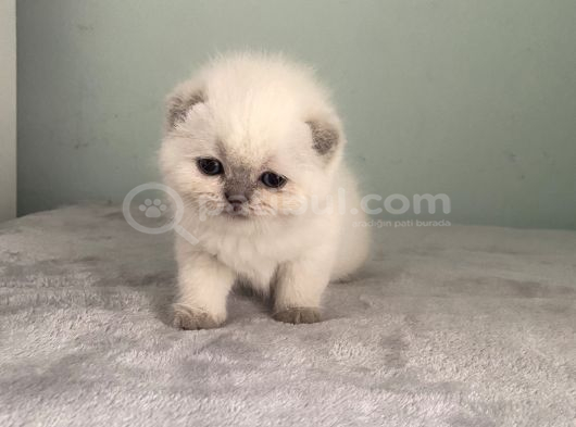 Scoti̇sh Fold Sifir Kulak Prensesi̇mi̇z görsel