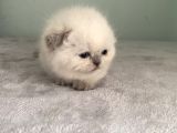 Scoti̇sh Fold Sifir Kulak Prensesi̇mi̇z