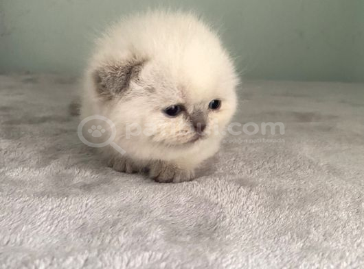 Scoti̇sh Fold Sifir Kulak Prensesi̇mi̇z görsel