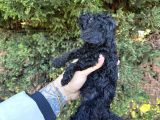 Bugüne Özel Uygun Rakam Kore Orji̇nal Black Poodle