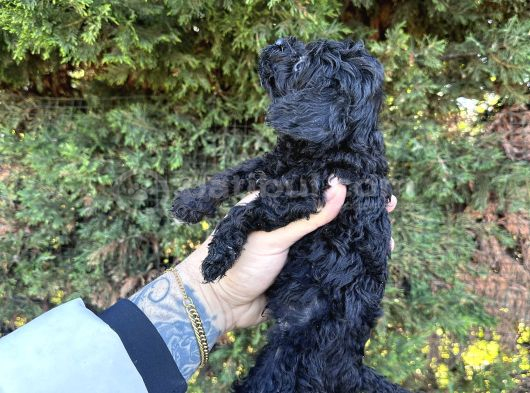 Bugüne Özel Uygun Rakam Kore Orji̇nal Black Poodle görsel