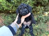 Bugüne Özel Uygun Rakam Kore Orji̇nal Black Poodle