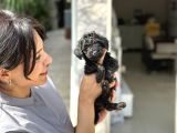Bugüne Özel Uygun Rakam Kore Orji̇nal Black Poodle