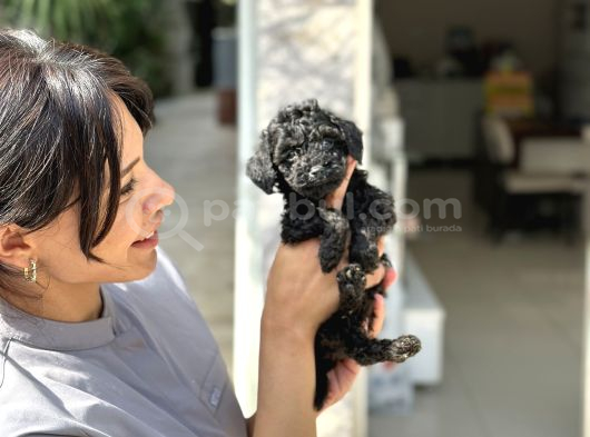 Bugüne Özel Uygun Rakam Kore Orji̇nal Black Poodle görsel