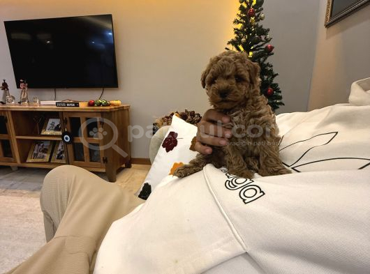 Red Brown Ve Apricot Toy Poodle Yavrular görsel