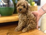 Red Brown Ve Apricot Toy Poodle Yavrular