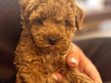 Red Brown Ve Apricot Toy Poodle Yavrular