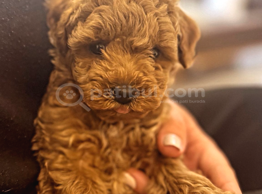Red Brown Ve Apricot Toy Poodle Yavrular görsel