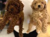 Red Brown Ve Apricot Toy Poodle Yavrular