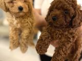 Red Brown Ve Apricot Toy Poodle Yavrular