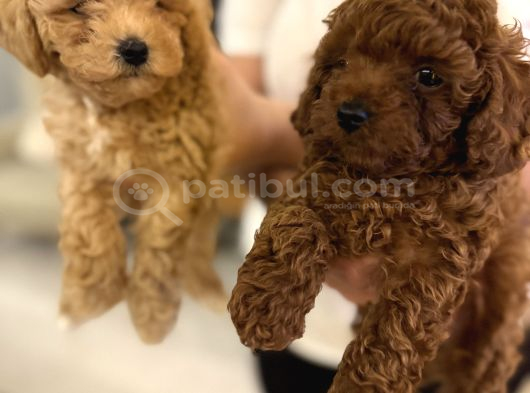 Red Brown Ve Apricot Toy Poodle Yavrular görsel