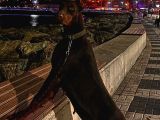 Fci Kif Secereli Doberman Yavruları