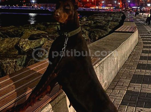 Fci Kif Secereli Doberman Yavruları görsel