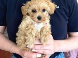 Maltipoo Yavruları Evde büyüyen Bebeklerim